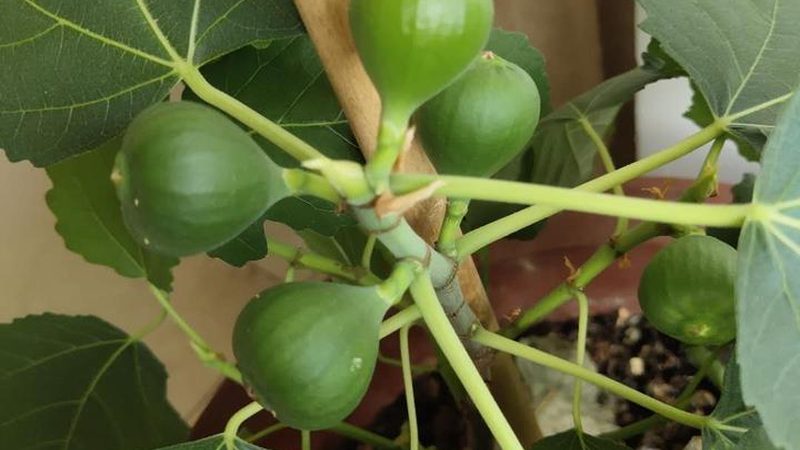 信息技术公司代理加盟：规范与标准解读**